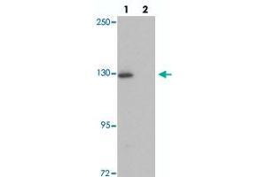 Western blot analysis of RAPGEF4 in rat liver tissue with RAPGEF4 polyclonal antibody  at 1 ug/mL in (lane 1) the absence and (lane 2) the presence of blocking peptide. (RAPGEF4 Antikörper  (N-Term))