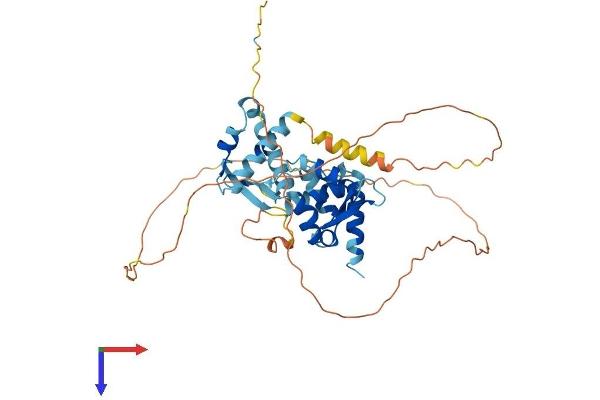 MAGEB6 Protein (AA 1-407) (His tag)