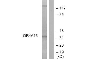 Western blot analysis of extracts from COLO cells, using OR4A16 antibody. (OR4A16 Antikörper  (C-Term))