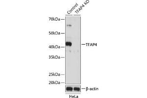 Western blot analysis of extracts from normal (control) and TF knockout (KO) HeLa cells, using TF antibody (ABIN7270888) at 1:500 dilution. (TFAP4 Antikörper)