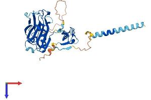 CGR19 Protein (AA 1-332) (His tag)
