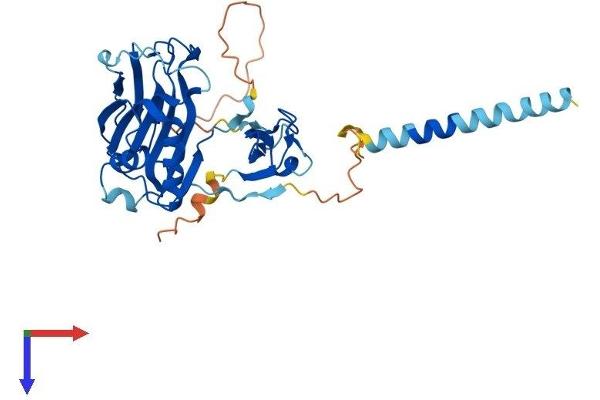 CGR19 Protein (AA 1-332) (His tag)
