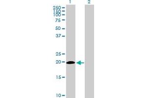 Western Blot analysis of ISG20 expression in transfected 293T cell line by ISG20 MaxPab polyclonal antibody. (ISG20 Antikörper  (AA 1-181))