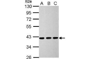 WB Image Sample (30 ug of whole cell lysate) A: 293T B: HeLa C: HepG2 10% SDS PAGE antibody diluted at 1:5000 (CNN3 Antikörper)