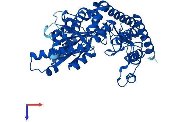 DDC Protein (AA 1-480) (His tag)