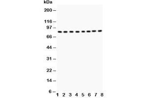 Western blot testing of BRAF antibody and Lane 1:  rat testis tissue (BRAF Antikörper  (AA 38-230))
