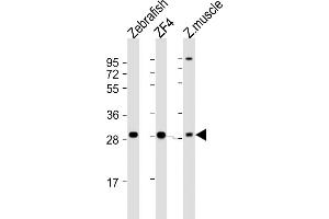 All lanes : Anti-Zebrafish ak2 Antibody (N-term) at 1:2000 dilution Lane 1: Zebrafish lysate Lane 2: ZF4 whole cell lysate Lane 3: Zebrafish muscle lysate Lysates/proteins at 20 μg per lane. (Adenylate Kinase 2 Antikörper  (N-Term))