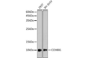 Western blot analysis of extracts of various cell lines, using COX6B1 antibody (ABIN7266642) at 1:1000 dilution. (COX6B1 Antikörper)