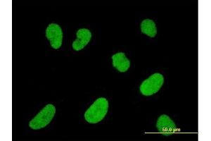 Immunofluorescence (IF) image for anti-Nuclear Factor of Activated T-Cells, Cytoplasmic, Calcineurin-Dependent 2 Interacting Protein (NFATC2IP) (AA 1-138) antibody (ABIN566604)