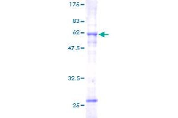 SLC25A3 Protein (AA 1-361) (GST tag)