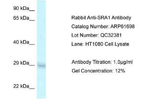 Western Blotting (WB) image for anti-Steroid Receptor RNA Activator 1 (SRA1) (Middle Region) antibody (ABIN2788871) (SRA1 Antikörper  (Middle Region))