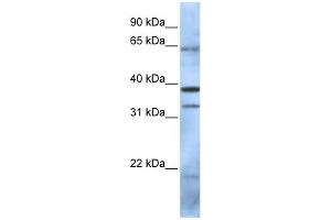 WB Suggested Anti-PCGF5 Antibody Titration:  0.
