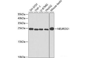 Western blot analysis of extracts of various cell lines using NEUROG1 Polyclonal Antibody at dilution of 1:400. (Neurogenin 1 Antikörper)