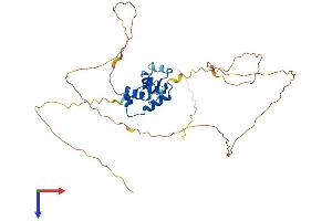 FOXF1 Protein (AA 1-379) (His tag)