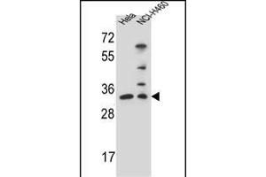 NTHL1 Antibody (Center ) (ABIN655501 and ABIN2845017) western blot analysis in Hela,NCI- cell line lysates (35 μg/lane). (Nth Endonuclease III-Like 1 (NTHL1) (AA 88-117) Antikörper)