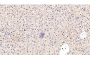 Detection of HRG in Rat Liver Tissue using Monoclonal Antibody to Histidine Rich Glycoprotein (HRG) (HRG Antikörper  (AA 19-525))
