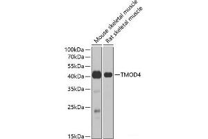 Western blot analysis of extracts of various cell lines using TMOD4 Polyclonal Antibody at dilution of 1:1000. (Tropomodulin 4 Antikörper)