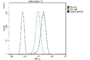 Flow Cytometry analysis of U87 cells using anti-Calpain 2 antibody (ABIN5518897). (BUB1B Antikörper  (AA 26-448))