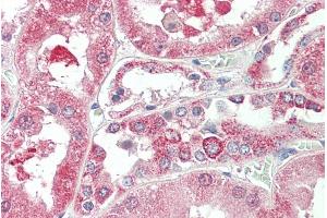 ABIN570690 (5µg/ml) staining of paraffin embedded Human Kidney. (KIF6 Antikörper  (Internal Region))