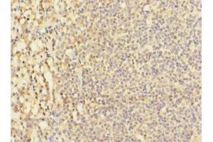 Immunohistochemistry of paraffin-embedded human tonsil tissue using ABIN7171457 at dilution of 1:100 (LY9 Antikörper  (AA 160-360))