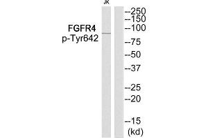 Western Blotting (WB) image for anti-Fibroblast Growth Factor Receptor 4 (FGFR4) (pTyr642) antibody (ABIN1847870) (FGFR4 Antikörper  (pTyr642))