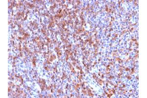 Formalin-fixed, paraffin-embedded human Tonsil stained with CD50 Rabbit Recombinant Monoclonal Antibody (ICAM3/2873R).