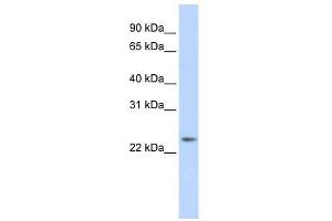 RAB8A antibody (70R-10557) used at 0.
