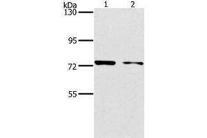 Western Blot analysis of MCF7 and hela cell using PPP1R13L Polyclonal Antibody at dilution of 1:500 (PPP1R13L Antikörper)