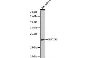 Western blot analysis of extracts of Rat spleen using NUDT15 Polyclonal Antibody at dilution of 1:1000.