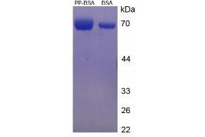Image no. 1 for Dipalmitin protein (BSA) (ABIN1880182) (Dipalmitin Protein (BSA))