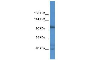 Western Blot showing AFAP1L2 antibody used at a concentration of 1.