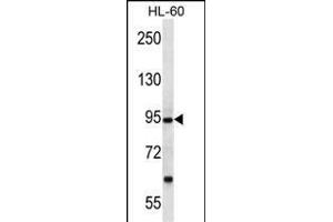 PCDHA12 Antibody (N-term) (ABIN657063 and ABIN2846227) western blot analysis in HL-60 cell line lysates (35 μg/lane). (PCDHA12 Antikörper  (N-Term))