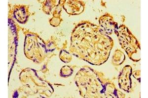 Immunohistochemistry of paraffin-embedded human placenta tissue using ABIN7147714 at dilution of 1:100