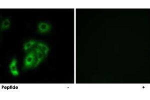 Immunofluorescence analysis of A-549 cells, using CNTN5 polyclonal antibody . (Contactin 5 Antikörper)