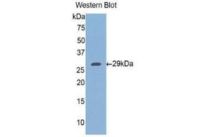 Western Blotting (WB) image for anti-FK506 Binding Protein 8, 38kDa (FKBP8) (AA 93-339) antibody (ABIN1078046) (FKBP8 Antikörper  (AA 93-339))