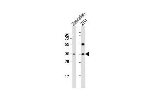 All lanes : Anti-DANRE clvs2 Antibody (C-term) at 1:2000 dilution Lane 1: Zebrafish whole cell lysate Lane 2: ZF4 whole cell lysate Lysates/proteins at 20 μg per lane. (CLVS2 Antikörper  (C-Term))
