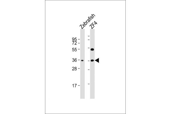 CLVS2 antibody  (C-Term)
