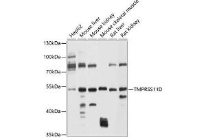 Western blot analysis of extracts of various cell lines, using TMPRSS11D antibody (ABIN6131219, ABIN6149282, ABIN6149283 and ABIN6214273) at 1:1000 dilution. (TMPRSS11D Antikörper  (AA 42-292))