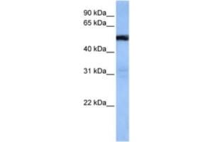 Western Blotting (WB) image for anti-TRAF3 Interacting Protein 3 (TRAF3IP3) antibody (ABIN2463305) (TRAF3IP3 Antikörper)