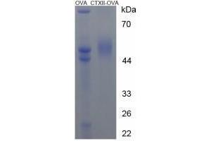 Image no. 1 for Cross Linked C-Telopeptide of Type II Collagen (CTX-II) peptide (Ovalbumin) (ABIN5666107) (Cross Linked C-Telopeptide of Type II Collagen (CTX-II) peptide (Ovalbumin))