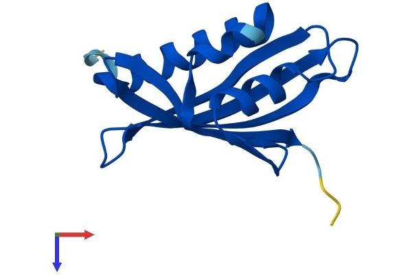NUTF2 Protein (AA 1-127) (His tag)