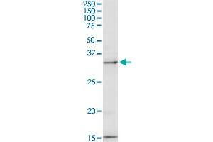 PEX19 MaxPab rabbit polyclonal antibody. (PEX19 Antikörper  (AA 1-299))
