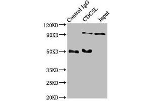 Western Blotting (WB) image for anti-CDC5 Cell Division Cycle 5-Like (S. Pombe) (CDC5L) antibody (ABIN7127416)