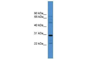 Western Blot showing GJC3 antibody used at a concentration of 1-2 ug/ml to detect its target protein.