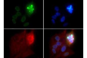 Fluorescence Microscopy (FM) image for anti-Histone H4 (pSer1) antibody (ABIN5706885)