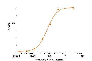 anti-Platelet Derived Growth Factor Subunit B (PDGFB) antibody