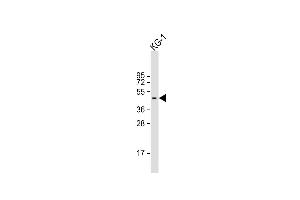 Anti-RASSF1 Antibody (Center) at 1:2000 dilution + KG-1 whole cell lysate Lysates/proteins at 20 μg per lane. (RASSF1 Antikörper  (AA 103-132))