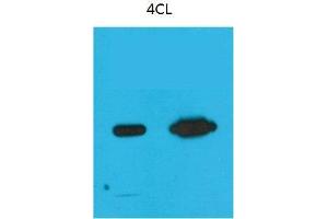 Western Blot (WB) analysis of Recombinant Nano-Tag9 Protein with Nano-Tag9 Mouse Monoclonal Antibody diluted at 1) 1:10000, 2) 1:5000. (Nano-Tag Antikörper)