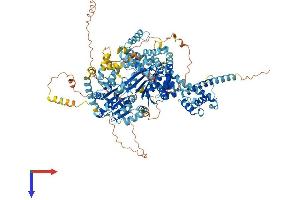 SMARCA1 Protein (AA 1-1054) (His tag)