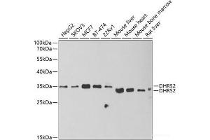 Western blot analysis of extracts of various cell lines using DHRS2 Polyclonal Antibody at dilution of 1:1000. (DHRS2 Antikörper)